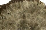 Free-Standing, Petoskey Stone (Fossil Coral) Section - Michigan #322956-1